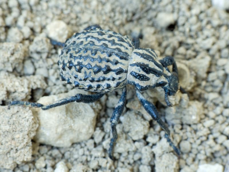 Brachycerus sinuatus Olivier, 1807